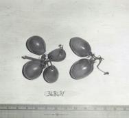 Click for 1 image(s) for this accession. FRUIT